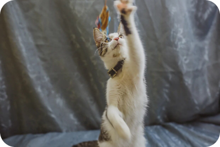 опекун кошки