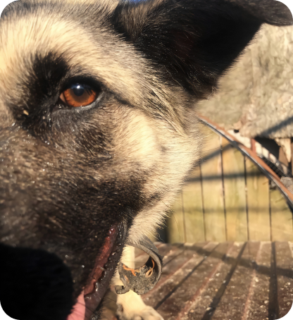 стать опекуном