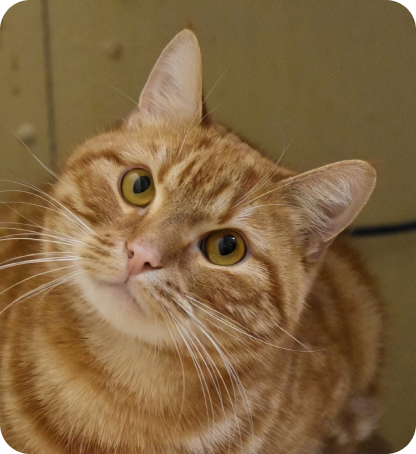 финансовая помощь