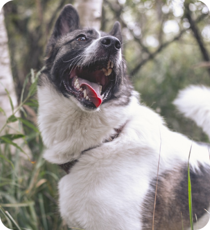 прогулки с собаками